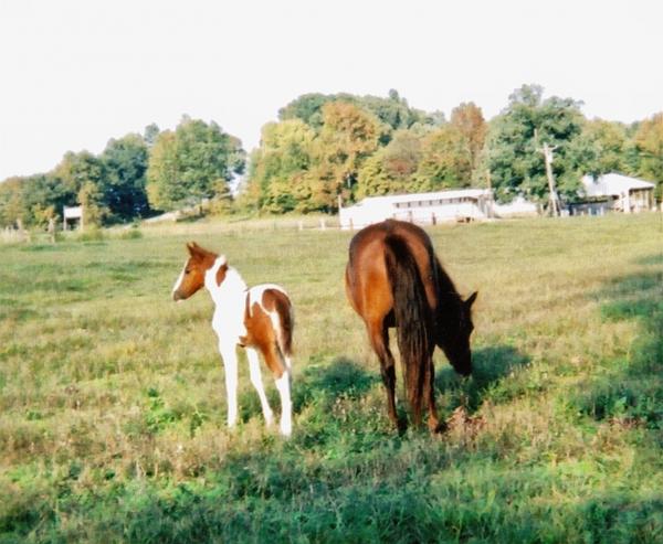 cinnamon (mare) and fox (foal)