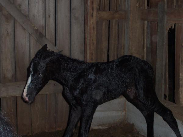 maggie out of dee born (4-28-09) just standing up for the first time....