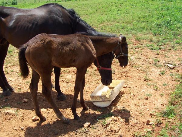Sun Dee Cutter and foal Maggie
