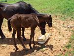 Sun Dee Cutter and foal Maggie