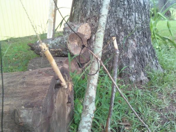 squirrel pole with snare