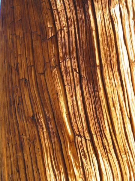 bark
