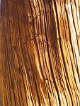 bark
