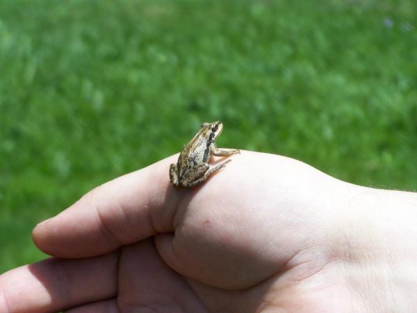 Small frog found near lake in High Uintas