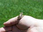 Small frog found near lake in High Uintas