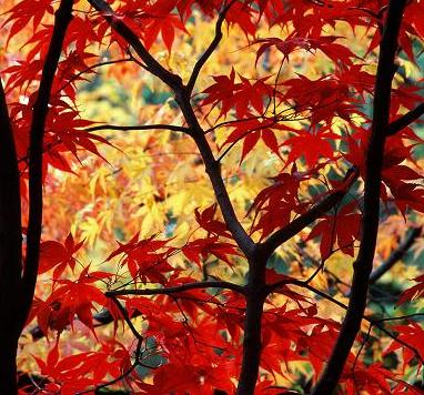 Japanese Maple: good for HEADER 
http://www.wilderness-survival.net/forums/picture.php?albumid=146&pictureid=1170