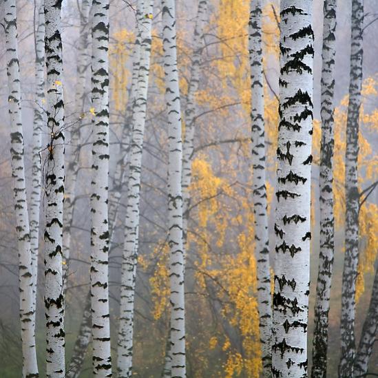 birch forest: good for HEADER, BACKGROUND 
http://www.wilderness-survival.net/forums/picture.php?albumid=146&pictureid=1171
