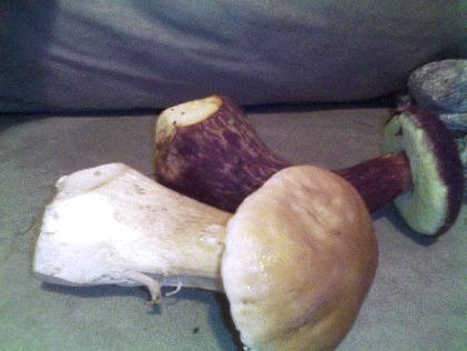 Boletus edulus and Boletus mirabilis.