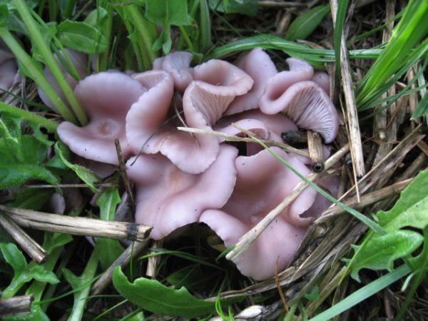 field blewits.