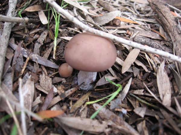 blewit [Lepista [Clitocybe] nuda.