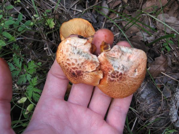 Gymnopilus luteofolius