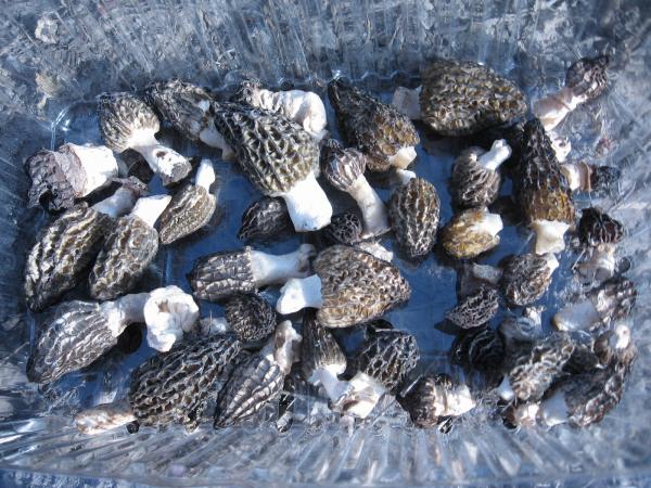 more morels