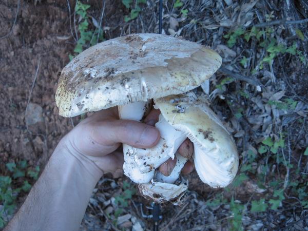 one of the spring amanitas, and no, i didn't try it.