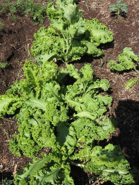 green mustard
