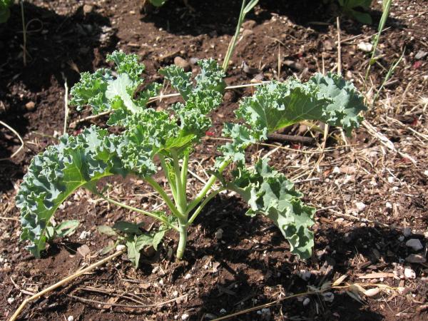 kale
