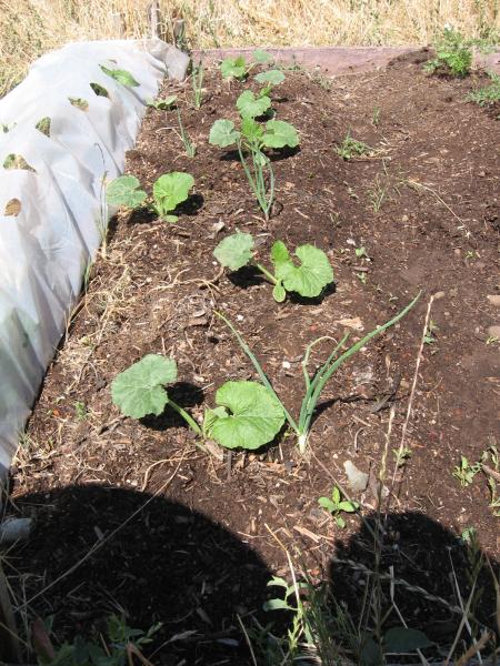 acorn squash transplants