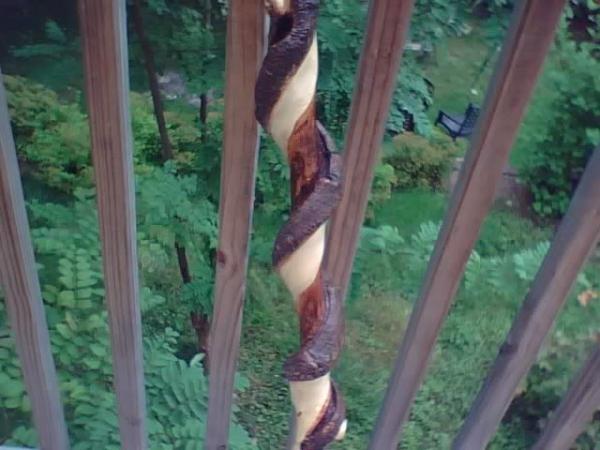 my twisted walking stick that formed from a vine wrapping around it.