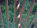 my twisted walking stick that formed from a vine wrapping around it.
