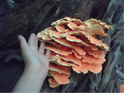 chicken of the woods yum :)