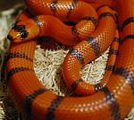 This is my Honduran Milk Snake, Pacey...