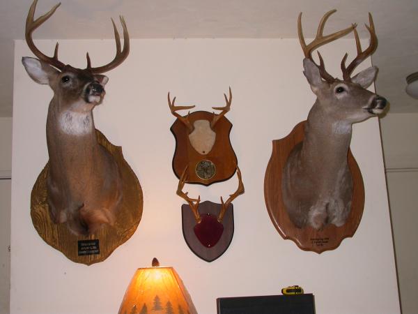 Bucks on the wall! 2 mounted 8 points (outside)
1- 8 point (top)and 1- 9 point  (bottom)( middle racks)  Their Basket Racks :)