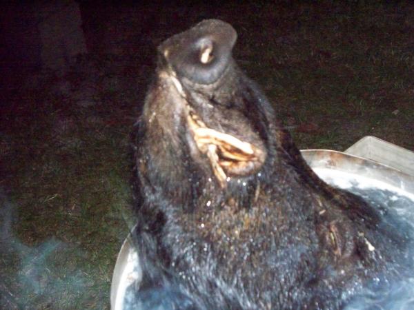 689 lb. boar hog I shot, he was 6'9" long