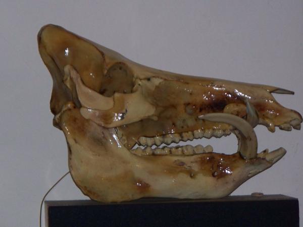 Side view of finished hog head