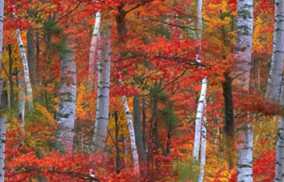 autumn forest birch