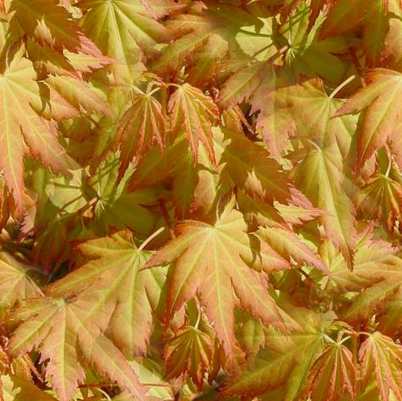 autumn leaves background tile