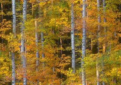 autumn woods early