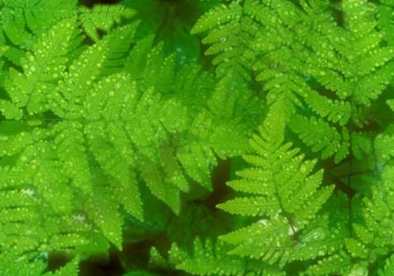 fern tile water