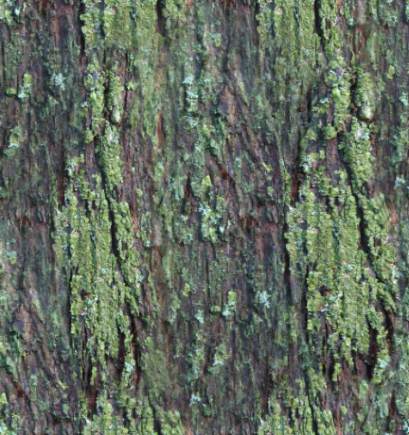 wood old bark seamless background
