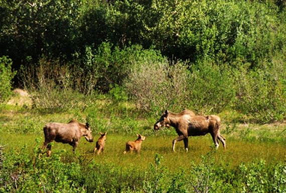 4MOOSE3