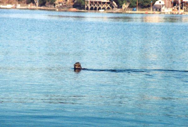cove otter