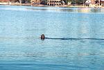 cove otter