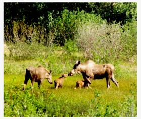 mooses