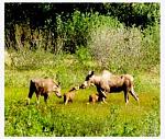 mooses