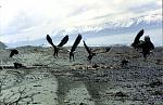 eagles1 copy
