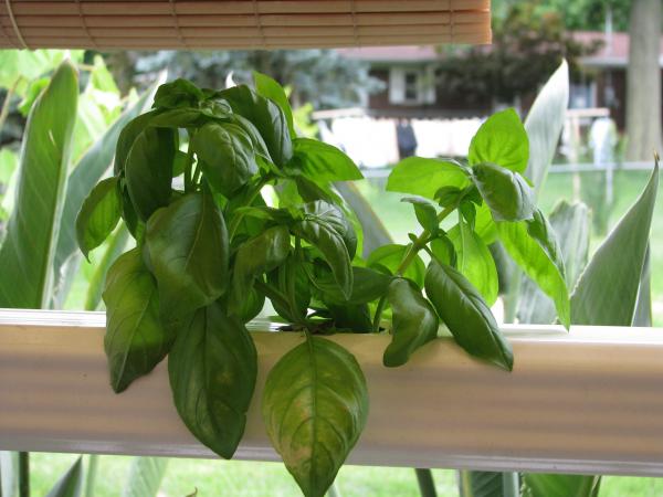 Sweet Basil