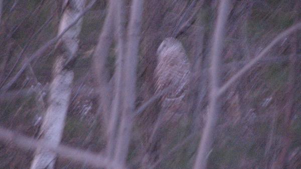 Barred Owl accross the street