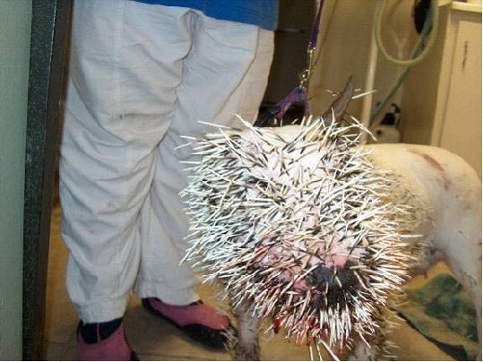 porcupine edited 1