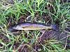 small Walleye