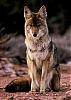 dull antler's Avatar