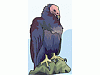 farquhar's Avatar