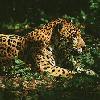 JungleBoy's Avatar